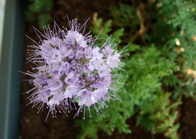 jardinière06