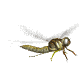 insectes_libellules_4