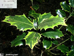 7393_Ilex_aquifolium