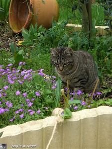 Chat domestique • Felis silvestris catus