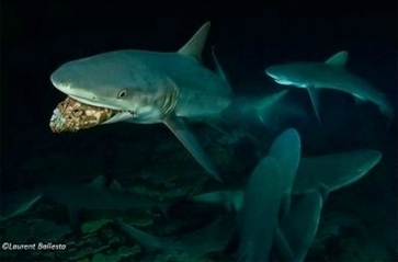 requin