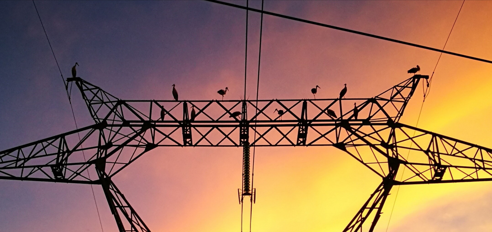 Ahztze, cigognes électriques, insta (64)