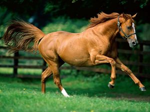 chestnut_horse