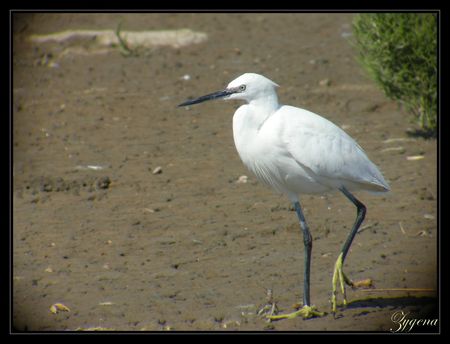 Copie_de_aigrette_garzette2