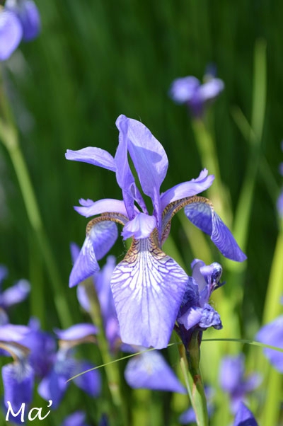 140518_jardin_petrif6