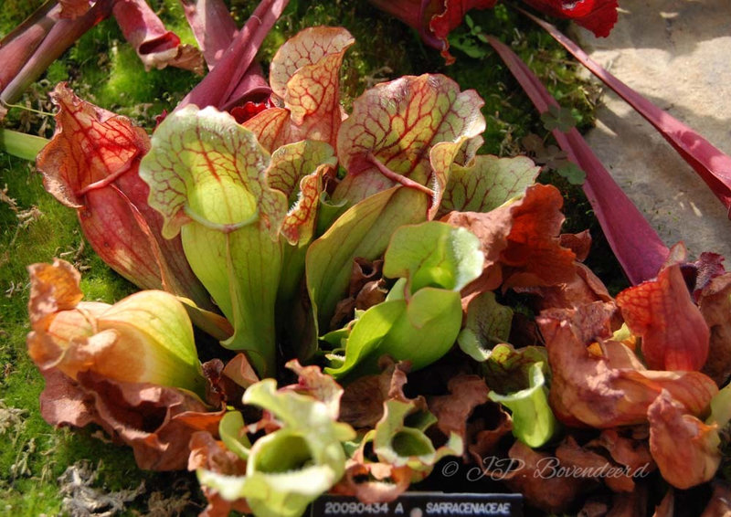 Sarracenia purpurea subsp