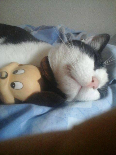 minou peluche