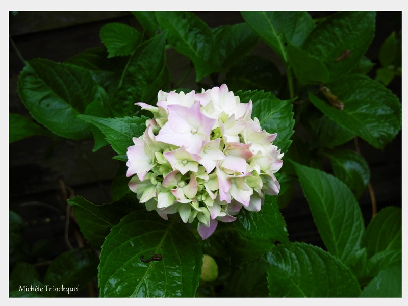 Mes hortensias 120618