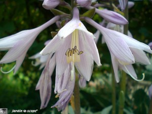 Hosta_detail_fleur