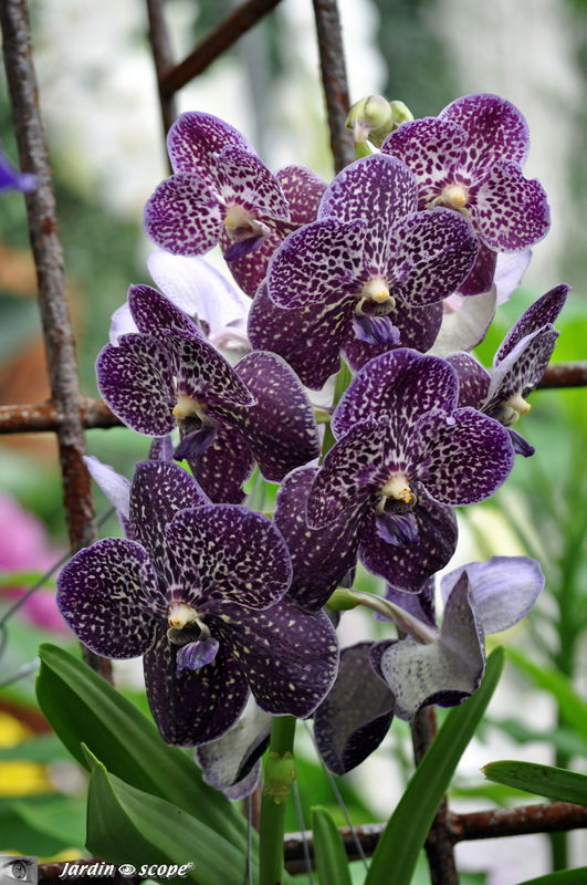 Exposition d'Orchidées 2011