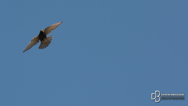 Etourneau Sansonnet (Sturnus Vulgaris)