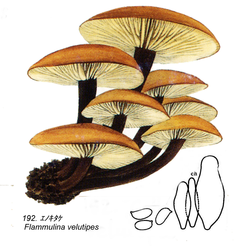 F velutipes 192 IH1 pl 26 1987