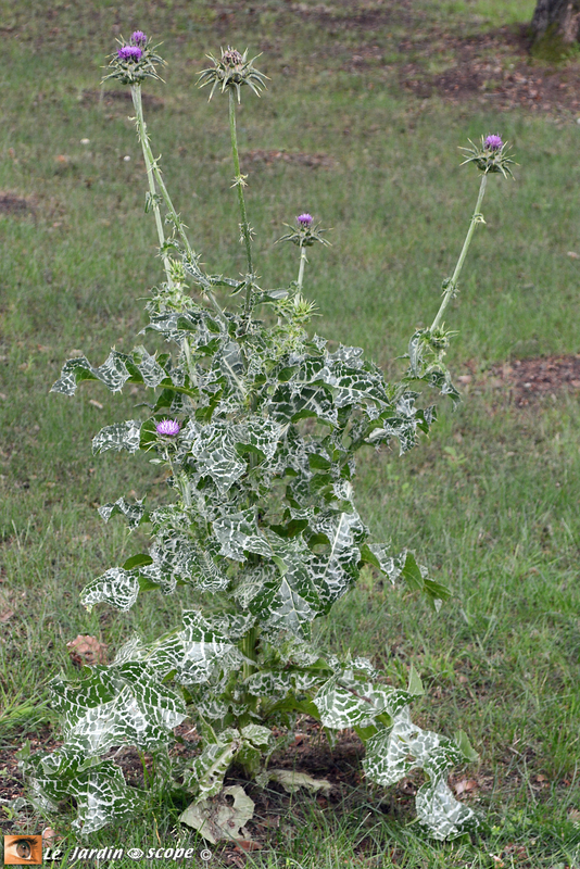 Silybum-marianum