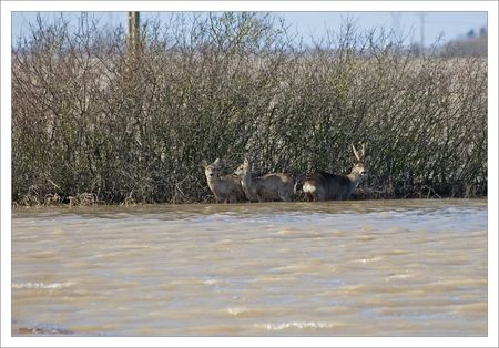 Aiguillon_inondation_chevreuils_1_280210