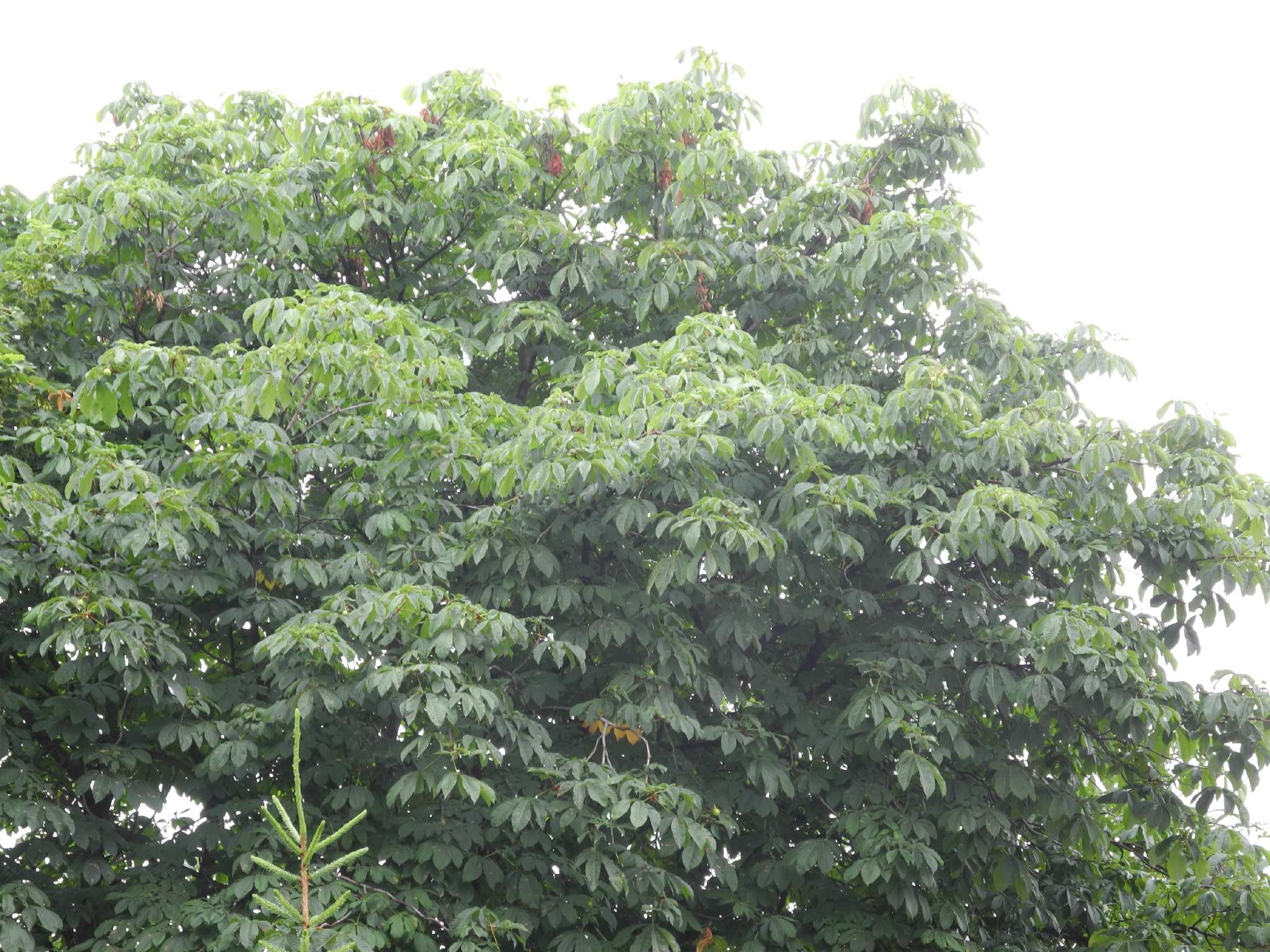 DSCN3529