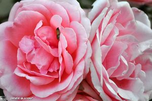 Roses-Kimono-et-papillon