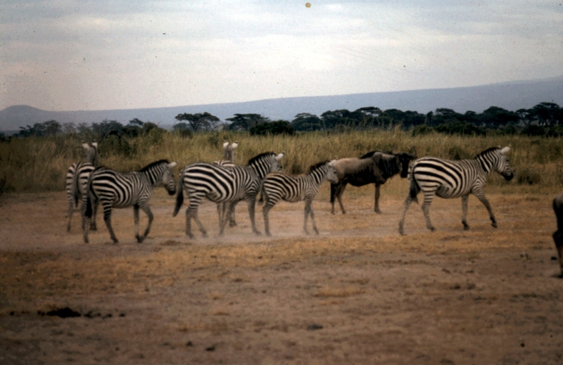 amboseli zebre i