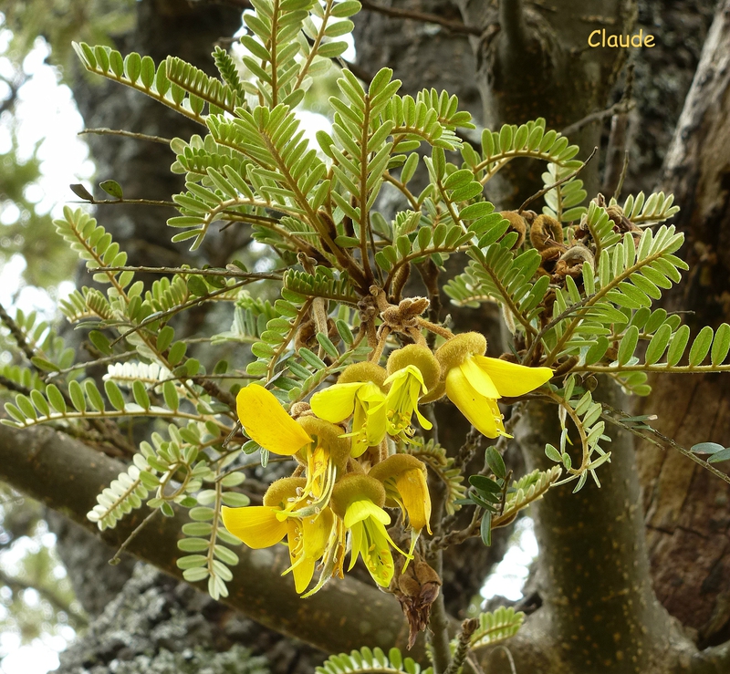 fleurs