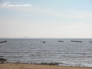 Moules_au_bleu_et_piment_de_la_p_che___pieds___l_Aiguillon_mer_002