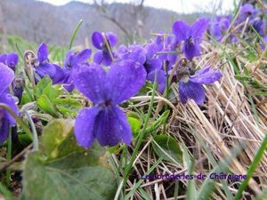 Violettes (2)
