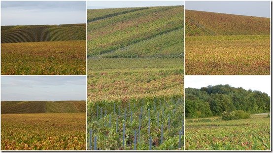 vignes octobre 2023