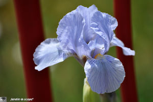 Iris_Nain_Bleue_Denim