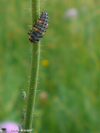 Larve_coccinelle_et_pucerons