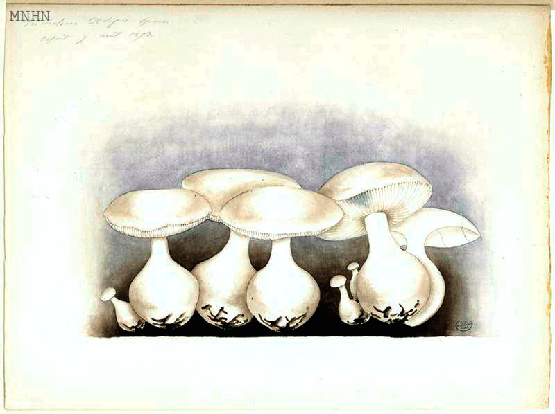 211 Tricholoma oedipus b
