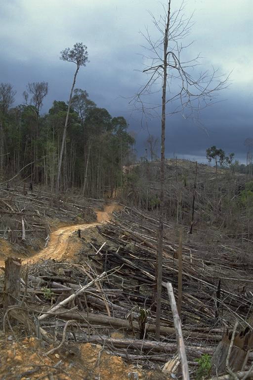 DEFORESTATION PRES DU PARC NATIONAL DE BUKIT TIGAPULUH