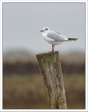 Aiguillon lulu mouette poteau 3 101211