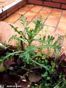 Senecio_vulgaris