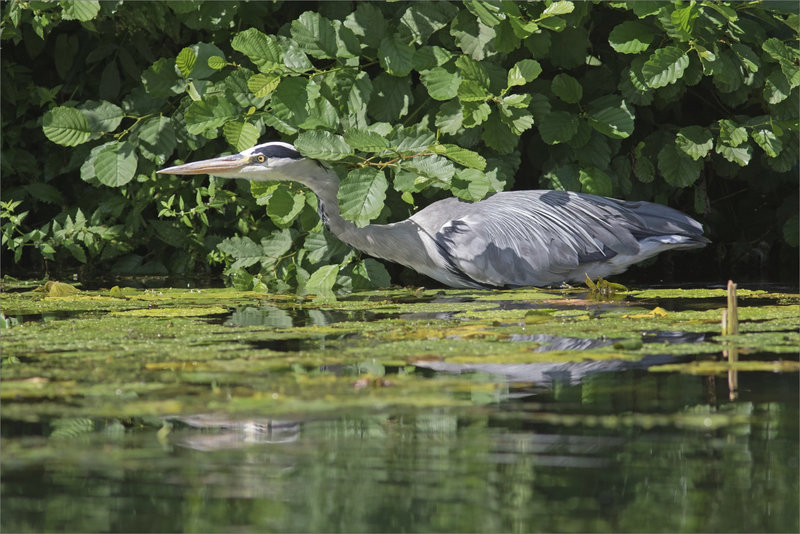 Oiseau héron lumière 070821
