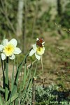 IMG_1524copie
