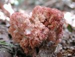 Clavaire_en_chou_fleur6