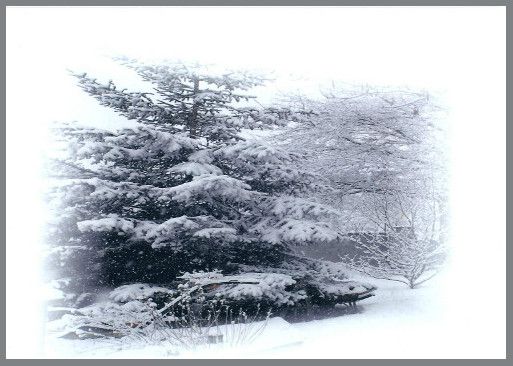 arbres neige 513-g