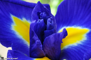 Iris-hollandica-Blue-Magic-2