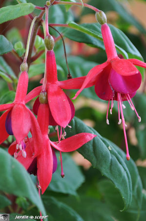 Fuchsia_rouge