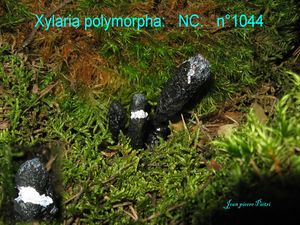 Xylaria polymorpha n°1044