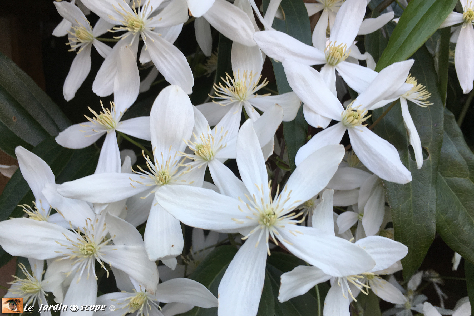 Clematis-armandii