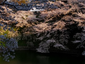 IMG_7746_ohanami