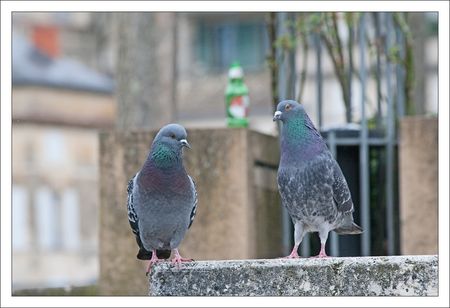 ville_pigeons_Kro_1_130311