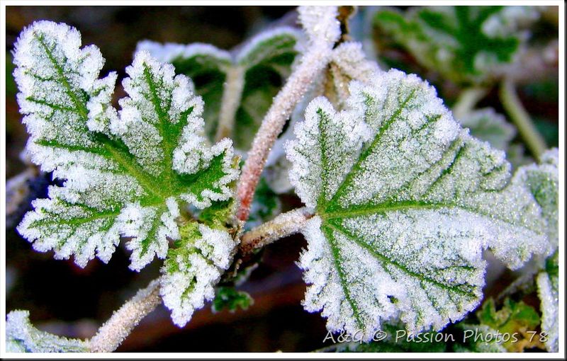 Givre