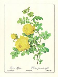 Planche botanique Rose Sulfurea