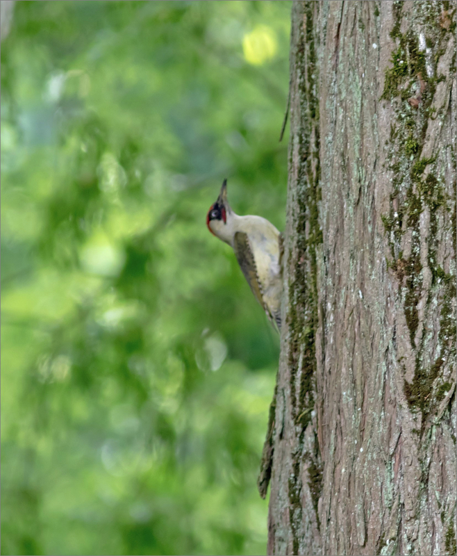 oiseau Pic vert 250519