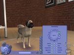 pettrainer_pug