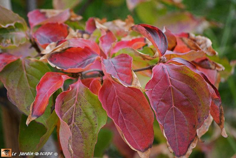 Cornus-Venus-en-automne