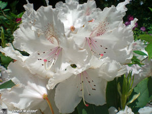 Rhododendron blanc