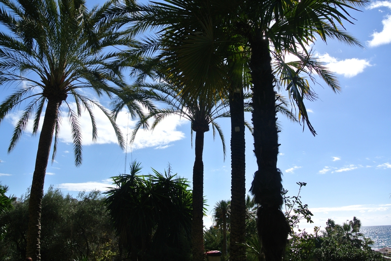 palmiers de Nerja