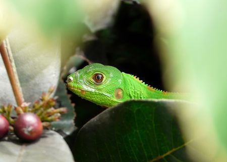 Iguana iguana - juvénile