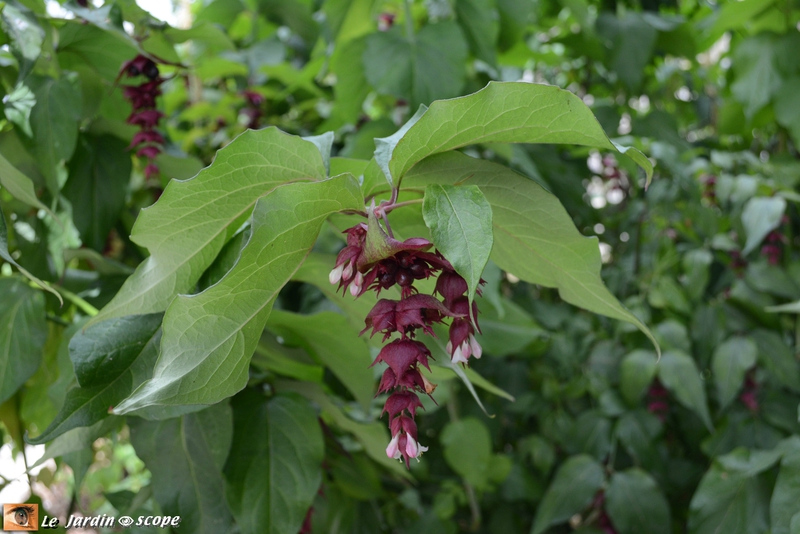 Arbre aux faisans • Leycesteria formosa